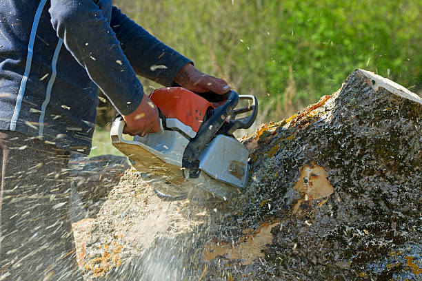 Why Choose Our Tree Removal Services in White Castle, LA?